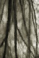 Cumberland-Plateau;TNC;Textures;Shapes;Patterns;Abstractions;Abstract;Reflection